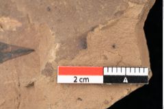 Foto (Detailsansicht) von Quercus palaeoilex Ettingshausen (NHMW-GEO-2024-0188-0850)
